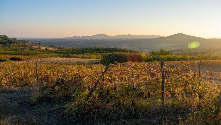 Tenute del Leone Alato punta sul Timorasso e acquista vigne sui Colli Tortonesi