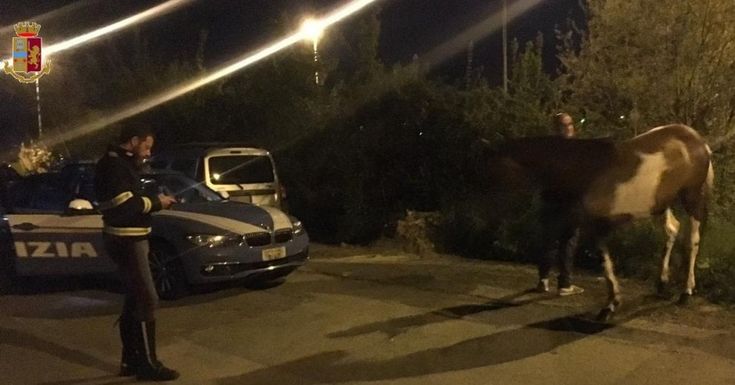 Fugge dalla stalla la notte di Pasqua, cavallo salvato sulla Fi-Pi-Li