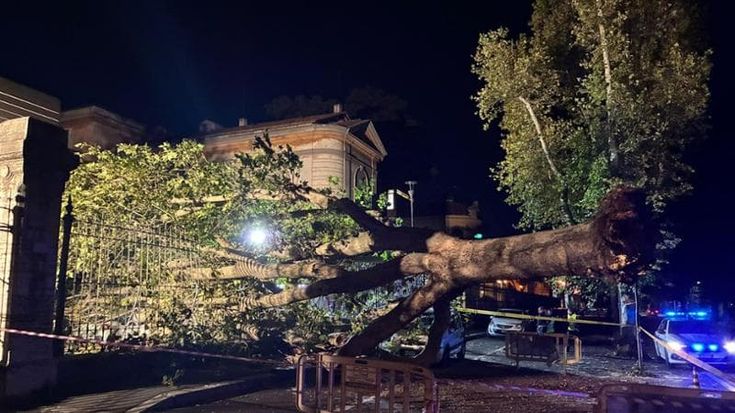 Paura al policlinico Umberto I, un platano si schianta su sette auto e sfonda una cancellata