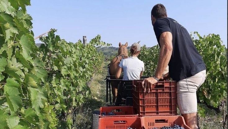 Agricoltura: sale la richiesta di cavalli da traino (ecologici), ma mancano gli addestratori