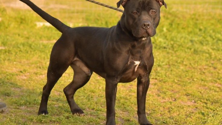Il Comune di Bari in campo contro il randagismo: due bandi per il controllo e la sterilizzazione dei cani molossi