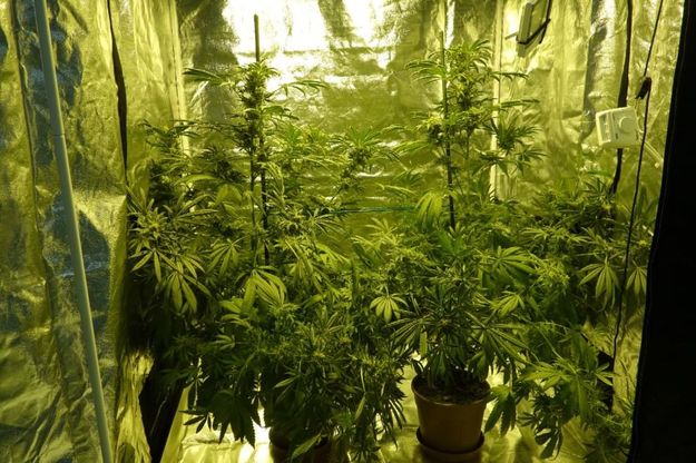 Viaggio dove si produce la cannabis di Stato