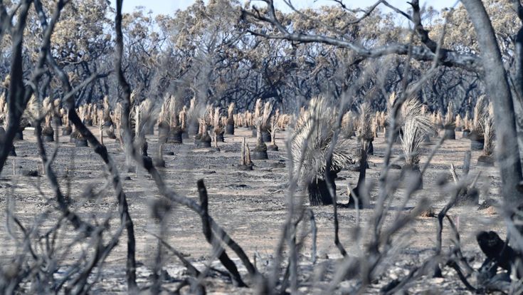 Kangaroo Island, il paradiso diventato inferno 