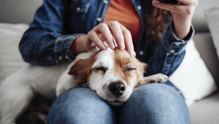 Polizze per cani e gatti, un trend in crescita che vale oltre 1,3 miliardi di euro