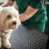 Il prezzo salato delle cure per i nostri animali