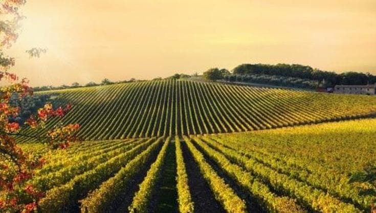 Vino, perché il biologico non basta più: la svolta sostenibile del vigneto italiano