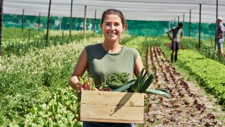 Agricoltura, il 66% di chi lavora nel settore ritiene di guadagnare poco