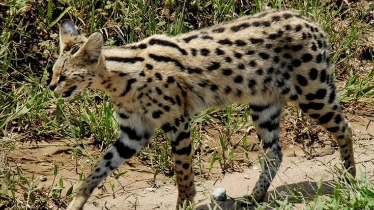 Tiene due gattopardi in casa. La Cassazione dice sì alla confisca: “Sono pericolosi”