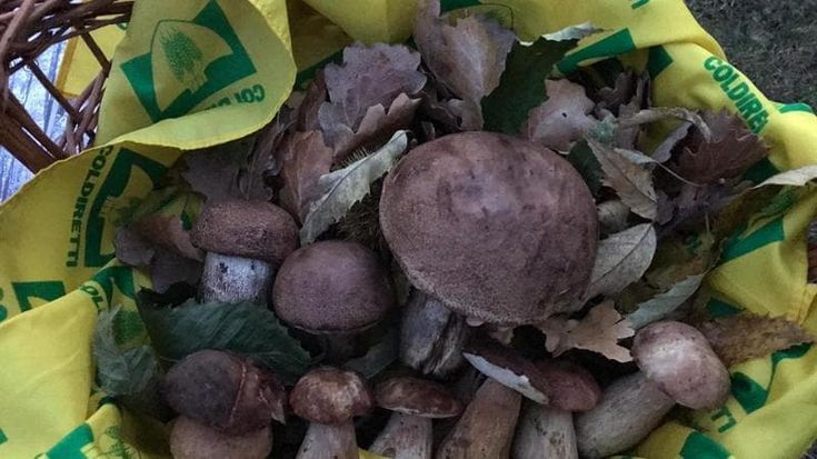L'Alta Toscana dà il via alla stagione dei funghi: le dieci regole di Coldiretti per la raccolta in sicurezza