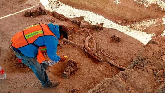 Messico, scoperto il cimitero dei mammut caduti nella trappola dei cacciatori
