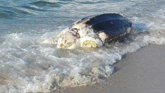 "Tartarughe uccise dalla plastica, fermiamo la strage". Morta anche una rara liuto