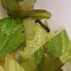 Mensa, un baco e un ragnetto nell'insalata: proteste alla scuola