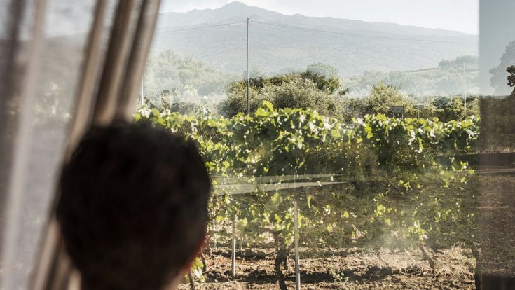 Pistacchi, formaggi e latte d’asina, il tesoro dell’Etna