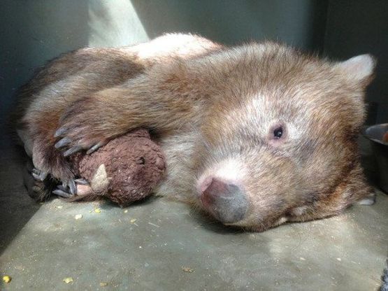 Tonka, il vombato triste. Un orsacchiotto di pezza per consolarlo