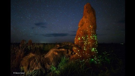 Wildlife Photographer of the Year 2017, lo scatto premiato e scartato. "L'animale è imbalsamato"