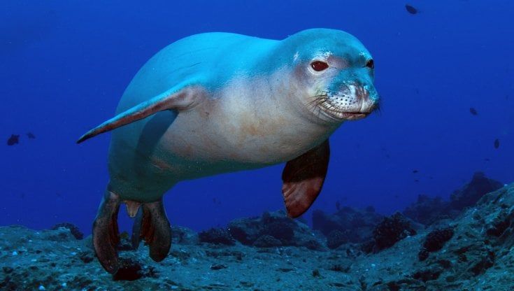 Grecia, rabbia ad Alonissos: uccisa con una fiocina la piccola foca monaca mascotte dell'isola