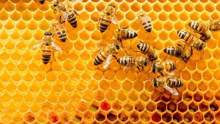 Sessantamila operaie italiane sul grattacielo: la maxicolonia di api allevata dal “New York Times”