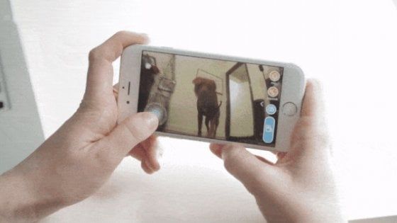 Il cane gioca con la palla geek. Che fa riprese video