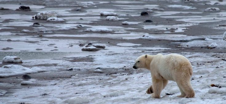 Canada, un radar per proteggere i villaggi dagli orsi polari