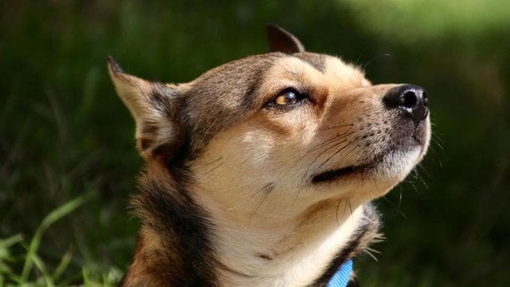 Anziani che hanno animali, per oltre il 75% dei fiorentini il beneficio più grande è la compagnia
