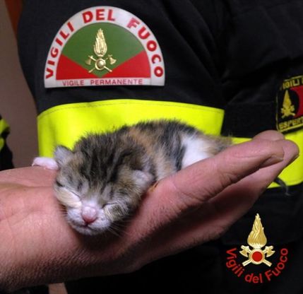 Lecco, salvi i gattini abbandonati nel cassonetto interrato