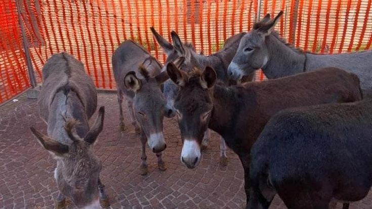Martinengo, dopo la diffida degli animalisti il Comune annulla la camminata degli asini di domenica
