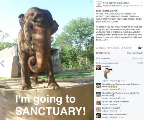 Pakistan, liberato l'elefante Kaavan. Gli attivisti: "400mila firme, il mondo lo ha adottato"