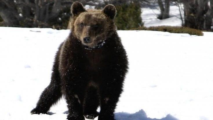 Il ritorno dell'orso Juan Carrito, storia di una convivenza difficile (ma possibile)