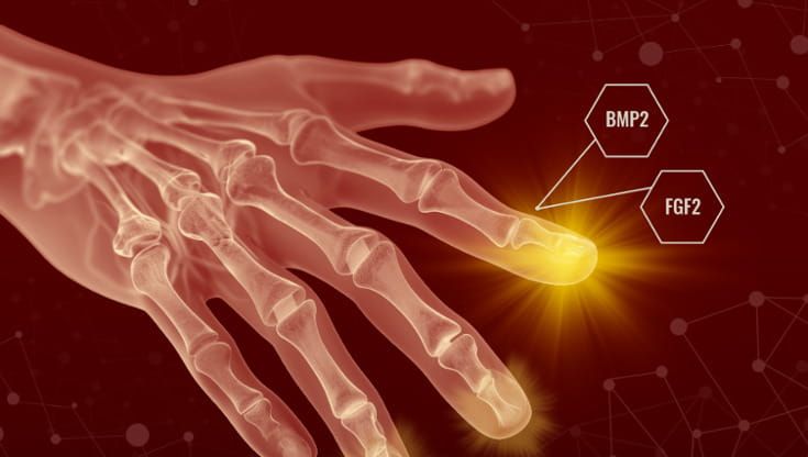 Ossa, tendini e articolazioni: riattivato un meccanismo biologico per farli ricrescere