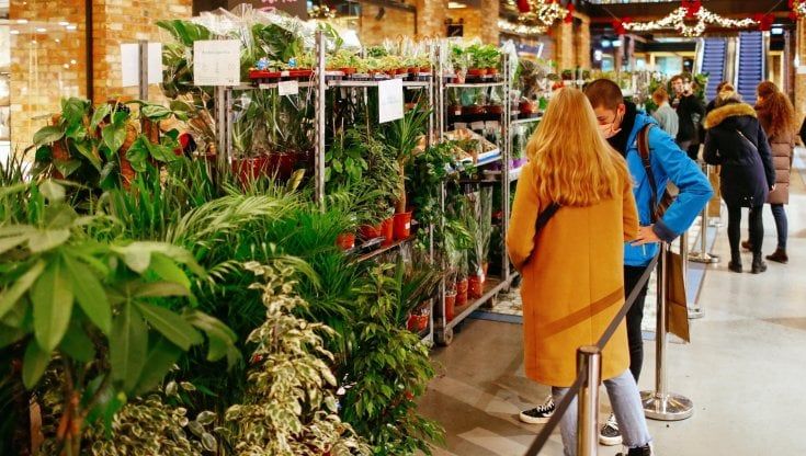 Emilia-Romagna, in tre mesi piantati 260mila alberi