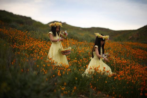 California, sbocciano i fiori nel deserto: magia di colori