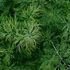 Aneto: esposizione, coltivazione e cura della pianta aromatica piumosa