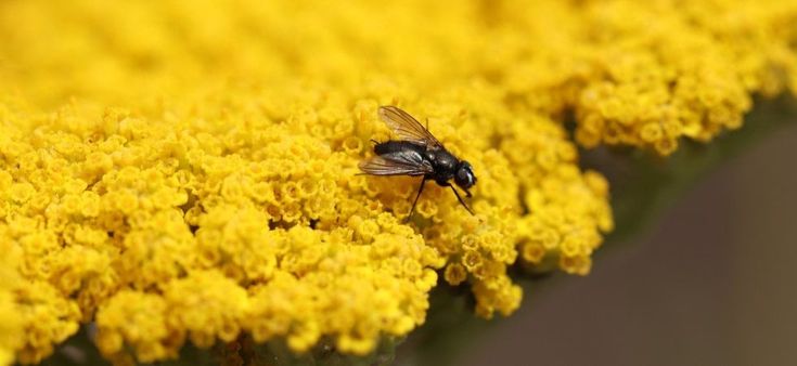Non svegliate la mosca, si sta adattando