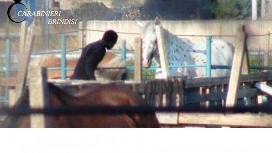 Brindisi, stalliere sfruttato e cavalli maltrattati: un arresto e sanzioni al maneggio per 52mila euro