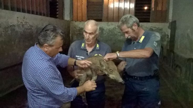 Cucciolo di cinghiale nel torrente: salvato davanti alla mamma