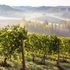 Nella guerra del Barolo vincerà il cambiamento climatico