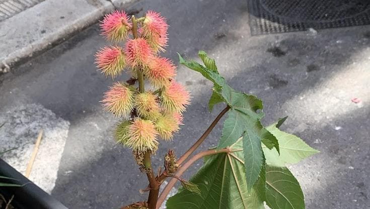 Bari, nelle fioriere del centro spuntano piante di ricino: dai suoi semi il veleno letale