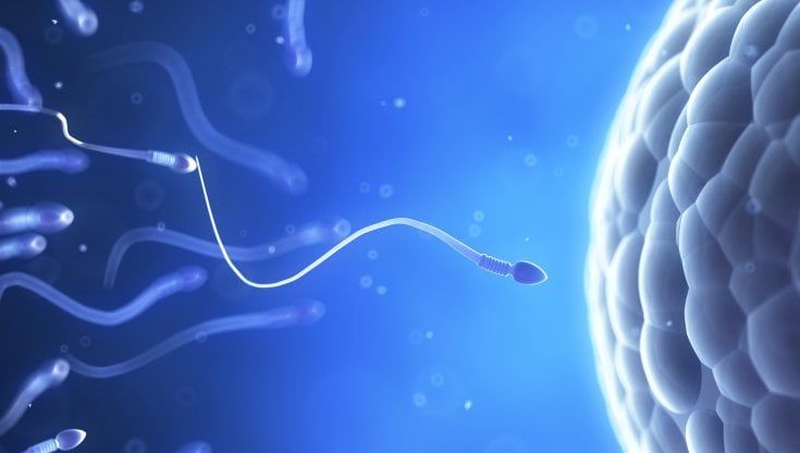Alla ricerca degli spermatozoi perduti