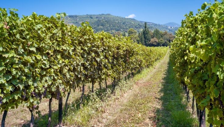 In crescita le vendite dei vini della Valpolicella: super balzo per Amarone (+24 per cento) e Ripasso (+15 per cento)