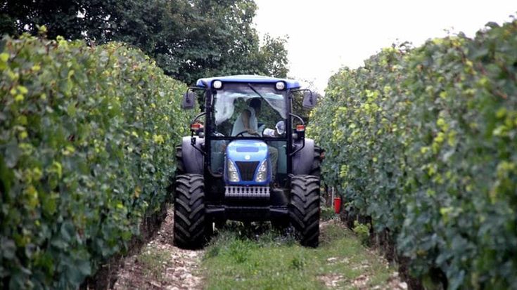 Le vigne sotto attacco della peronospora, allarme dalla Toscana: “Vendemmia più povera”