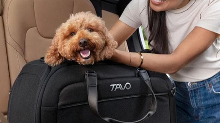 In auto con Fido, come viaggiare sereni con il proprio cane. I consigli degli esperti