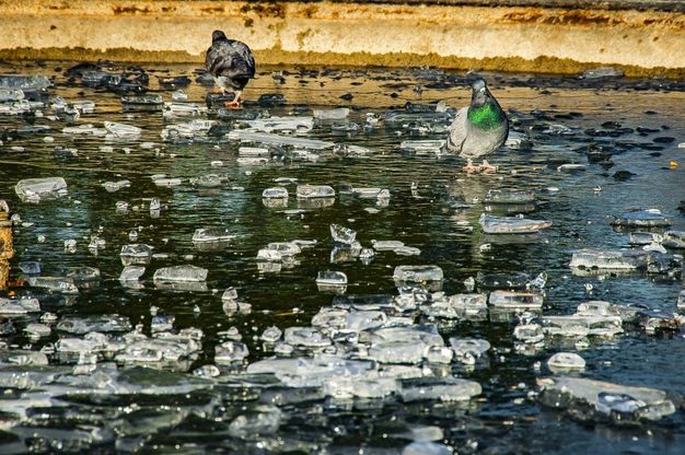 Bergamo come Frozen, il ghiaccio scolpisce le fontane in città