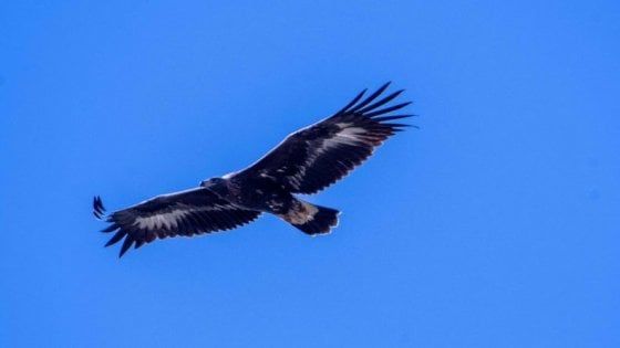 Una giovane aquila reale vola sull'alta Val Taro