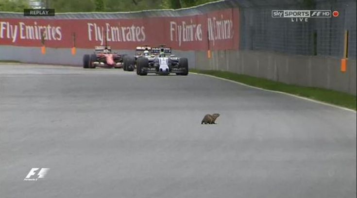 F1, marmotta in pista nel Gp del Canada: attraversa davanti ai bolidi