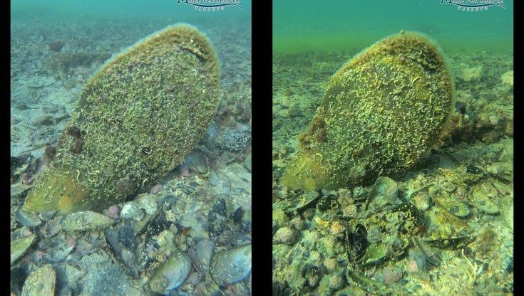 Nel mare di Taranto ritorna la Pinna nobilis: il mollusco più grande del Mediterraneo è ad alto rischio estinzione