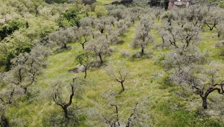 “Adotta un ulivo, avrai l’olio e aiuterai la terra”: decolla il progetto di una start-up pistoiese