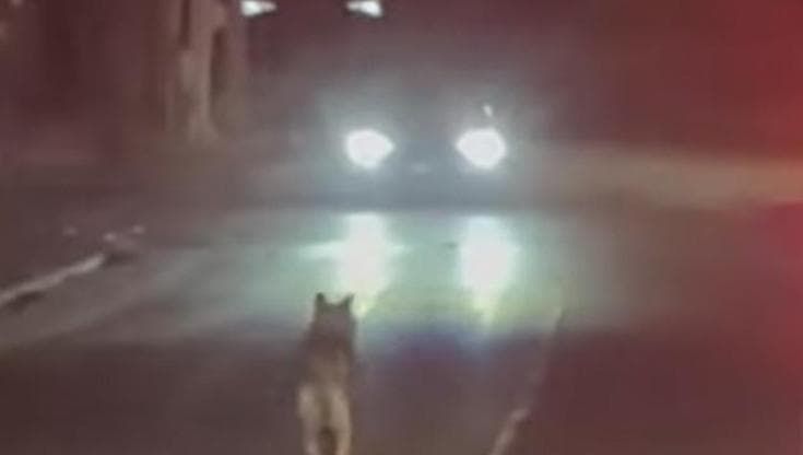 Branco di lupi in paese, allarme a Campo Ligure: “Avvistati sotto casa e vicino a un parcheggio”