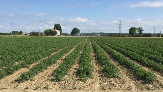 Siccità, settore del pomodoro lancia l'allarme: "Colture a rischio"