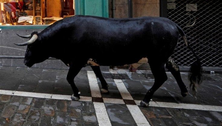 Toro fugge da centro veterinario: allarme alle porte di Torino