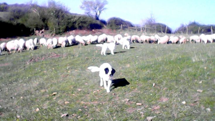 Aria di complotto sul Pecorino Toscano 